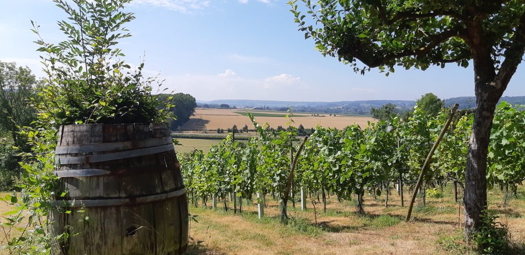Wijngaard_uitzicht_v2